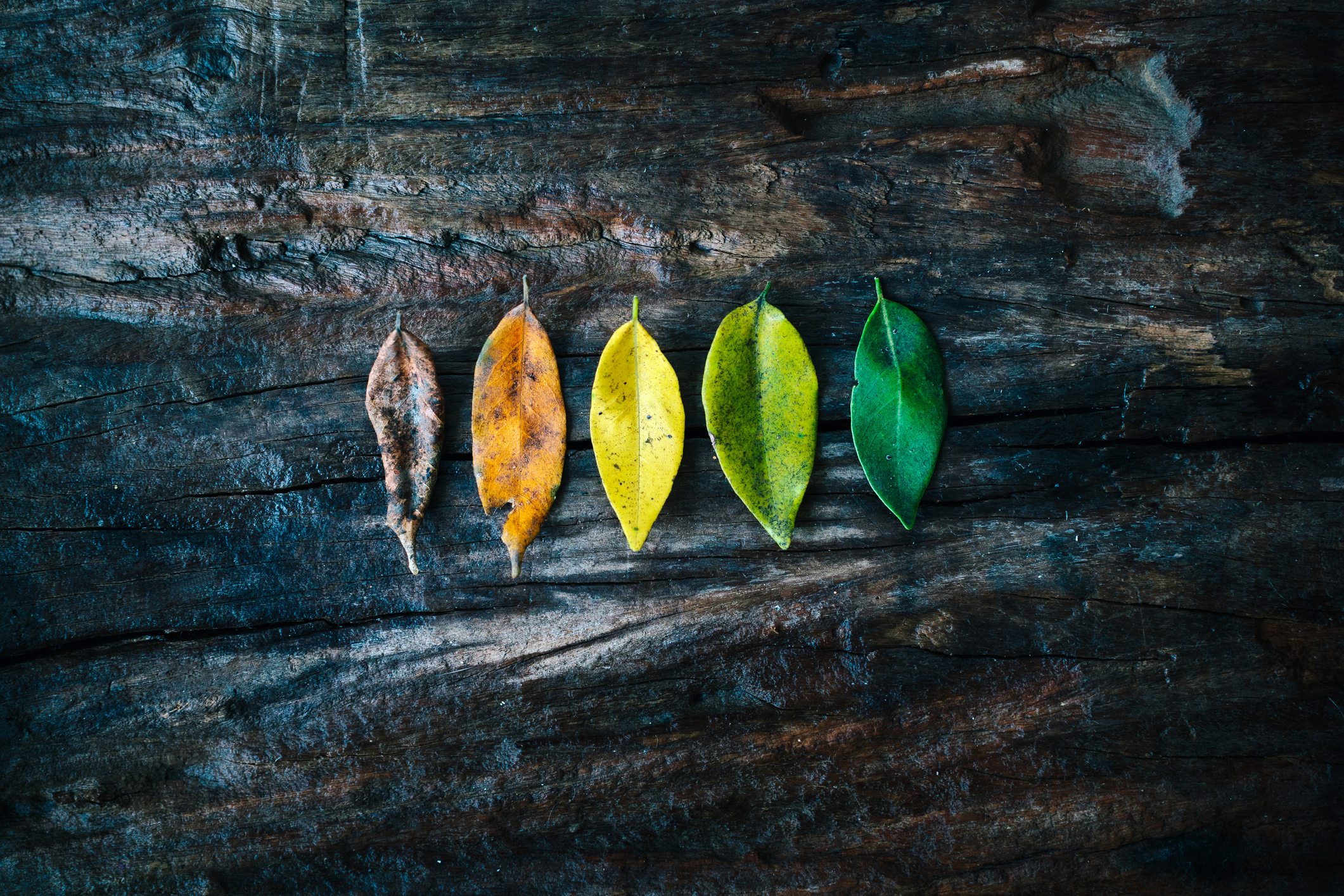ACO Transformation: Strategies for Health Plans